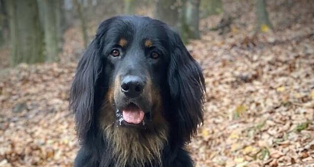 Aran z Louky pod Dubem