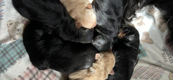 Narození štěňátek!