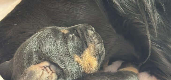 Týden od narození našeho vrhu D!