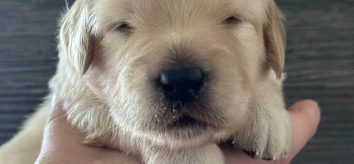 Poslední plavý pejsek k rezervaci!