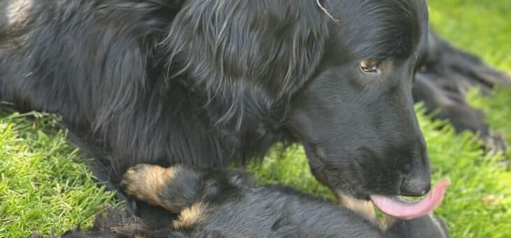 4 týdny od narození “D” štěňátek