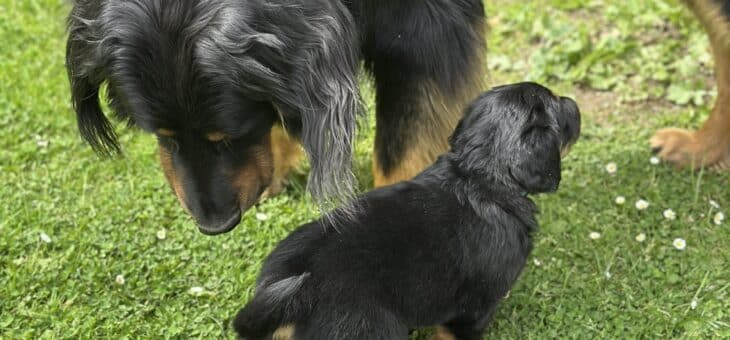 Štěňátkům je 6 týdnů!