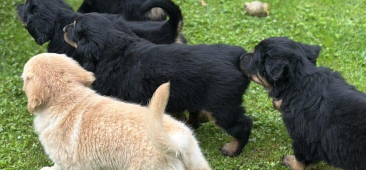 7 týdnů – poslední dny pohromadě